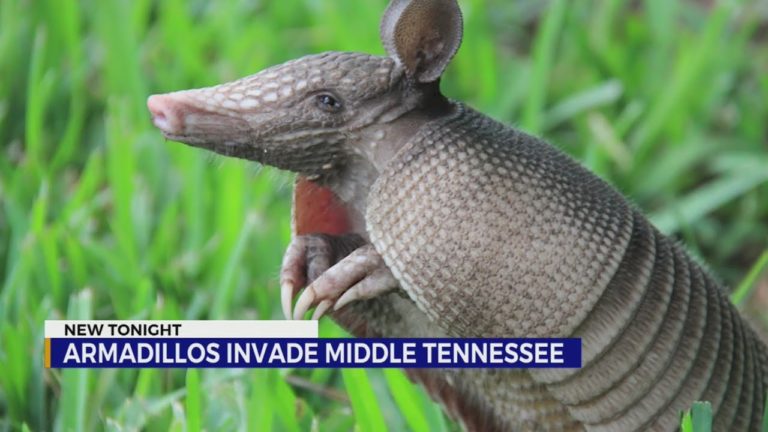 Armadillos invade Middle Tennessee